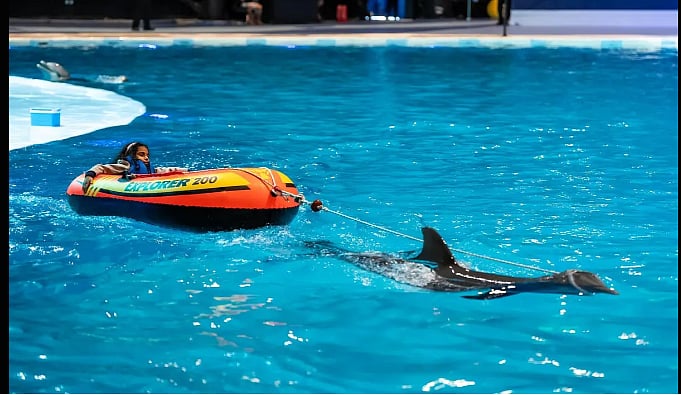 تجربة الدلافين تجذب زوار بوليفارد وورلد في عروض مبهرة