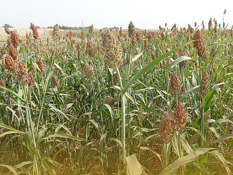 الذرة الرفيعة