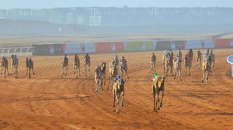  مهرجان خادم الحرمين الشريفين للهجن - أرشيفية