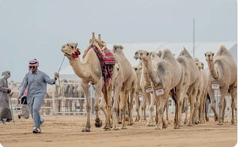 «جادة الإبل» تعلن أسماء الفائزين في مفاريد-قعدان «صفر» ومفاريد بكار «حراير» والجمل «30» صفر