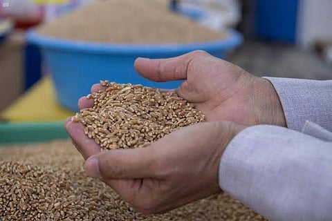 «الأمن الغذائي» تطرح المناقصة الأولى لهذا العام لاستيراد 595 ألف طن قمح