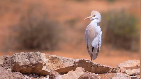 «تركي الملكية» تشارك في الاحتفال باليوم العالمي للطيور المهاجرة 2024