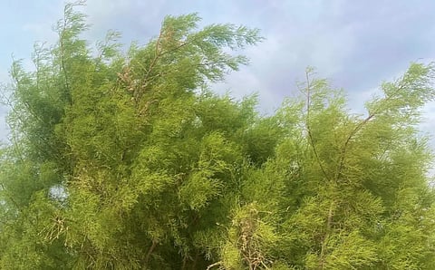 شجرة الطرفاء