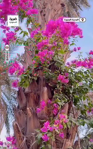 سوالة.. مزرعة منذ عهد النبوة تحافظ قرونا على تاريخها العريق