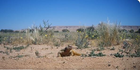 لأهمية تأثيرها على توازن البيئة وجودة الحياة.. «تركي الملكية» تعيد تكاثر «الضب» المهدد بالانقراض