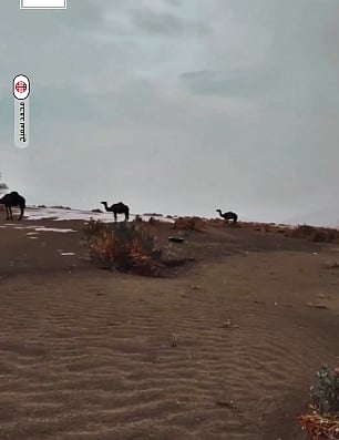 بالفيديو.. إبل تغتسل بالمطر في مكة  
