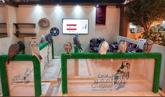 مزرعة كوسيرو الإسبانية تشارك في المزاد الدولي لإنتاج الصقور بـ 26 صقرًا