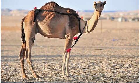 عجّت بذكرها كتب التراث العربي.. «إبل الأوارك».. عراقة سلالة ارتبطت اسماً وموطناً بمنابت شجر الأراك