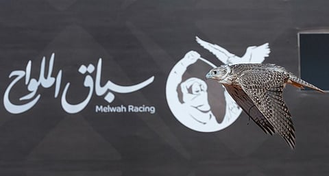 «معز».. آخر صقر في سباق الملواح بيومه الثاني يتوّج بالمركز الأول