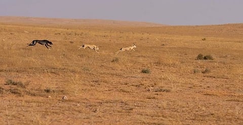 محمية الشمال للصيد المستدام.. رؤية الحاضر بعبق الماضي ورحلة صيد متكاملة