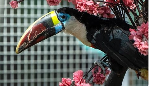 «الرياض زوو».. تعزز تجربة الزوار بعروض الطيور ضمن موسم الرياض 2024