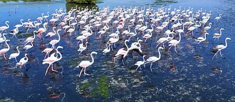 «الفلامنغو».. جمال الطيور يمتزج بسحر شواطئ المضايا في جازان