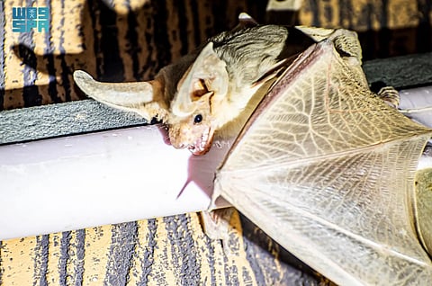 رصد «الخفاش الشاحب» النادر في الحدود الشمالية