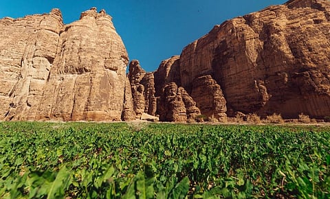 «ملكية العُلا» تعلن زراعة 500 ألف شجرة وشجيرة