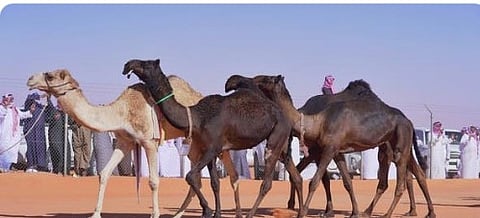 مواطن سعودي يجمع الإبل في مزرعة بأستراليا عبر «الحداء»