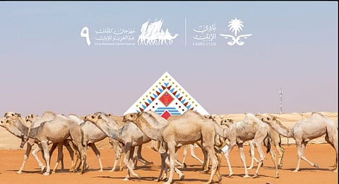 %60 نموا في سوق نقل الإبل مع انطلاق مهرجان الملك عبدالعزيز بنسخته التاسعة