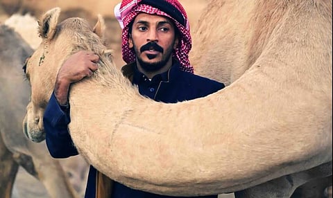 الإبل في المملكة.. رمز للصمود والقوة وعلاقة أبدية خلدتها النقوش الصخرية