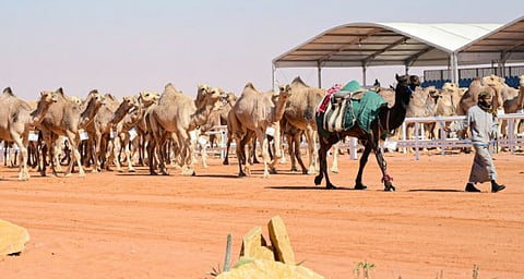 لتعزيز مصداقية النتائج.. إطلاق تطبيق «الغزايز» في منافسات الجمل بمهرجان الملك عبدالعزيز للإبل