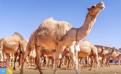بتقنيات مبتكرة.. انطلاق أول أشواط الهجيج بمهرجان الملك عبدالعزيز للإبل