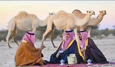 ألوان الإبل.. رداء أصيل في ثقافة المجتمع السعودي