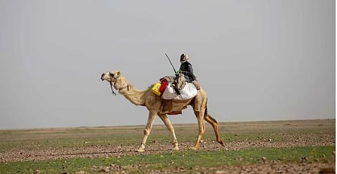 «الرَّحُوْلُ» قائدة الإبل.. ورمز في التراث والثقافة العربية