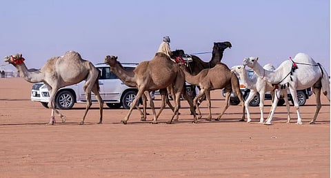 الإبل بألوانها وخصائصها.. ميدان تفاخر عند العرب 