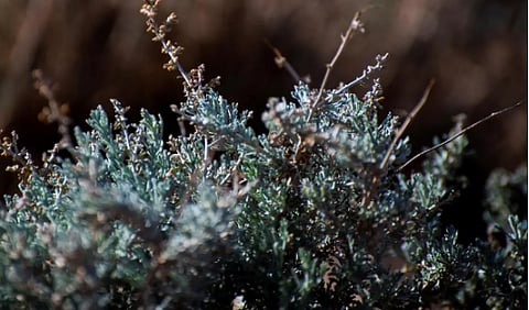 "نبات الشيح".. أحد أشهر النباتات العطرية في الحدود الشمالية 