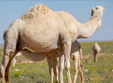 الإبل في التراث السعودي .. غذاء ودواء وموروث وطني