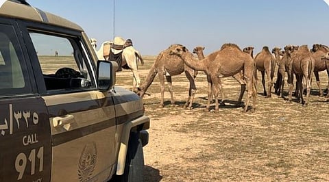 «الأمن البيئي» تضبط مواطنا لارتكابه مخالفة رعي بمحمية الملك عبدالعزيز الملكية