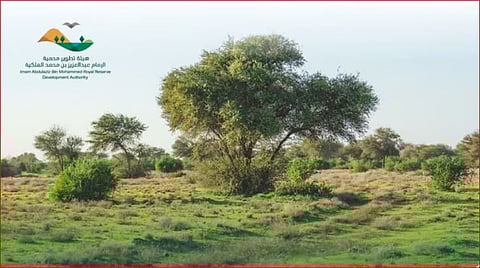 «تطوير محمية الإمام عبدالعزيز الملكية» تشدد على منع التخييم في المحميات الواقعة تحت إشرافها