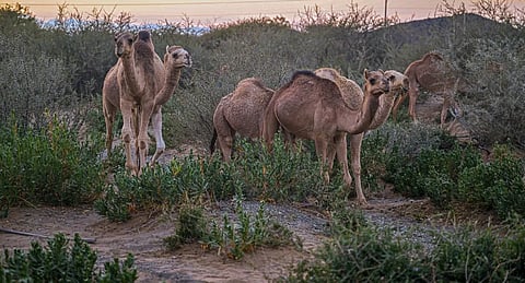 "الحَضَانا" من سُلالات الإبل العربية النّادرة التي تعيش في أحضان أودية السّروات 