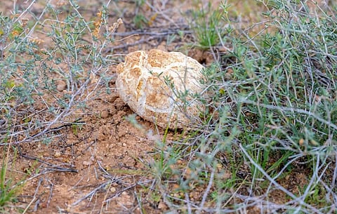 "الكمأ".. قيمة غذائية وثروة طبيعية في القصيم