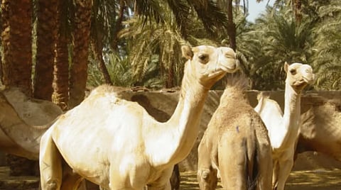 «الإرشاد الزراعي» توصي بتقديم الأعلاف للإبل بالصباح الباكر وأوقات اعتدال الطقس