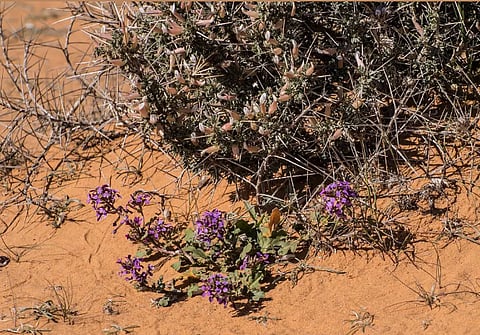 "الخزامى".. أشهر نباتات الحدود الشمالية ذات الرائحة العطرية واللون الجذاب