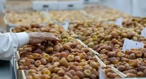 «الخلاص» و«السكري» في الصدارة.. «البيئة»: إنتاج المملكة للتمور يقترب من مليوني طن في 2023م 