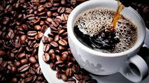 خبير بزراعة البن: القهوة إرث ثقافي للمملكة  