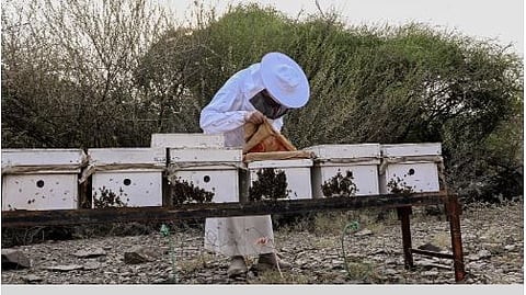 القطاع التهامي بالباحة.. وجهة مثالية لمربي النحل