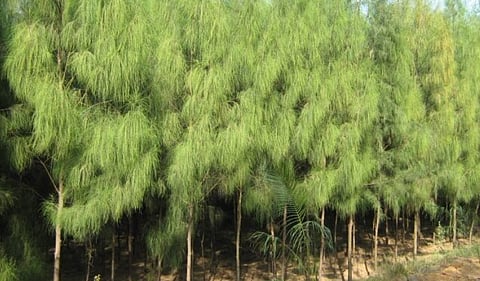 «الإرشاد الزراعي» توضح المسافة اللازمة لزرع الأشجار مصدات الرياح