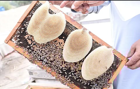  العسل في جازان.. صناعة متوارثة واقتصاد مزدهر
