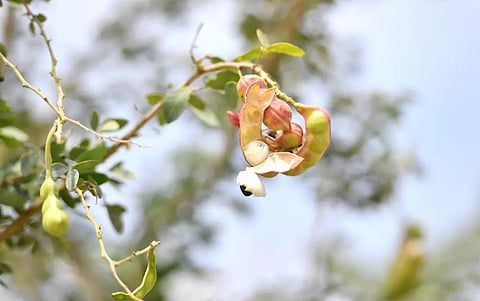 اللوز الهندي في جازان.. ثمار استوائية في أبهى مواسمها