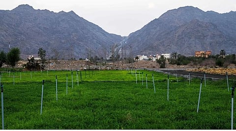 السياحة الريفية بنجران.. تناغم بصري بديع يجمع جمال الطبيعة وأصالة التراث