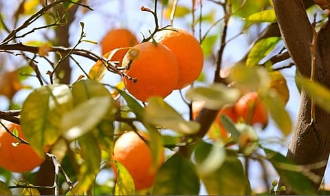 أبرزها التمور.. المحاصيل الزراعية في العُلا.. تنوّع يثري موائد شهر رمضان