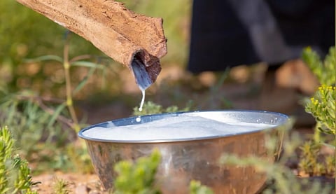 حليب الإبل في رمضان.. إرث الأجداد وخيار الصائمين المثالي