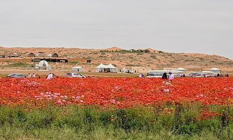 «محمية الديدحان» تستقطب آلاف الزوار والسياح بحائل