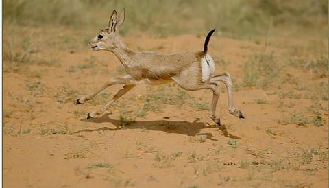 مهددة بالانقراض.. «الحياة الفطرية» يُعلن ولادة 5 غزلان ريم في واحة بريدة العالمية