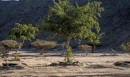 "أشجار السدر" بنجران.. ارتباط وثيق بذاكرة الإنسان والمكان