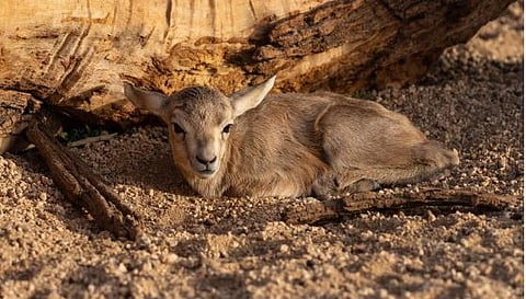 محمية الأمير محمد بن سلمان الملكية تحتفي بولادة أول ظبي رملي لموسم ربيع 2025