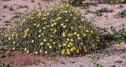 "أزهار العرفج الصفراء" تزيّن صحارى الحدود الشمالية