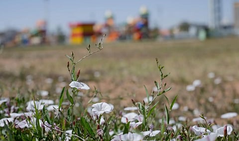 حديقة الزهور بعرعر.. 350 ألف زهرة تزيّن 35 ألف متر مربع من الجمال الطبيعي