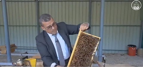 خبير بمجال المناحل: 3 فوائد لفحص خلايا النحل